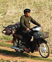Pig on a Motorbike in Cambodia by Asienreisender